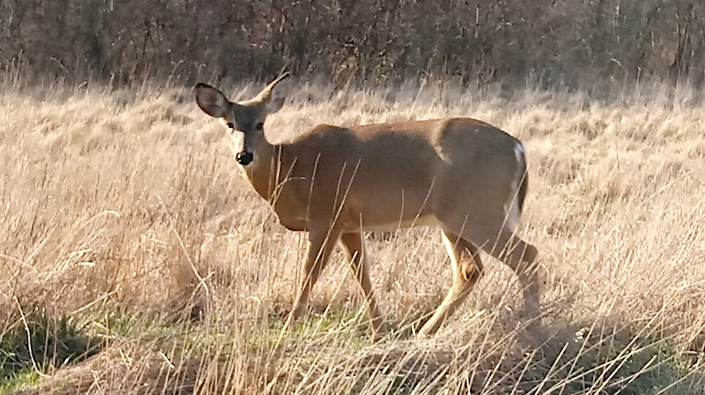 Black River Reservation High Meadows | 1750 Ford Rd, Elyria, OH 44035, USA | Phone: (440) 458-5121