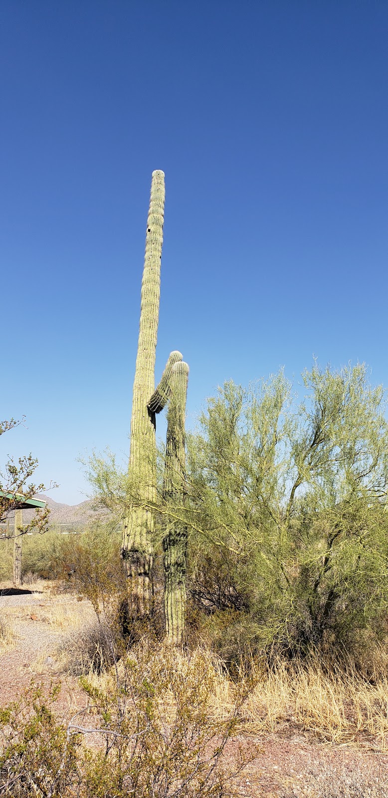 Sunset Vista Trail Head | Sunset Vista Trail, Picacho, AZ 85141, USA | Phone: (877) 697-2757