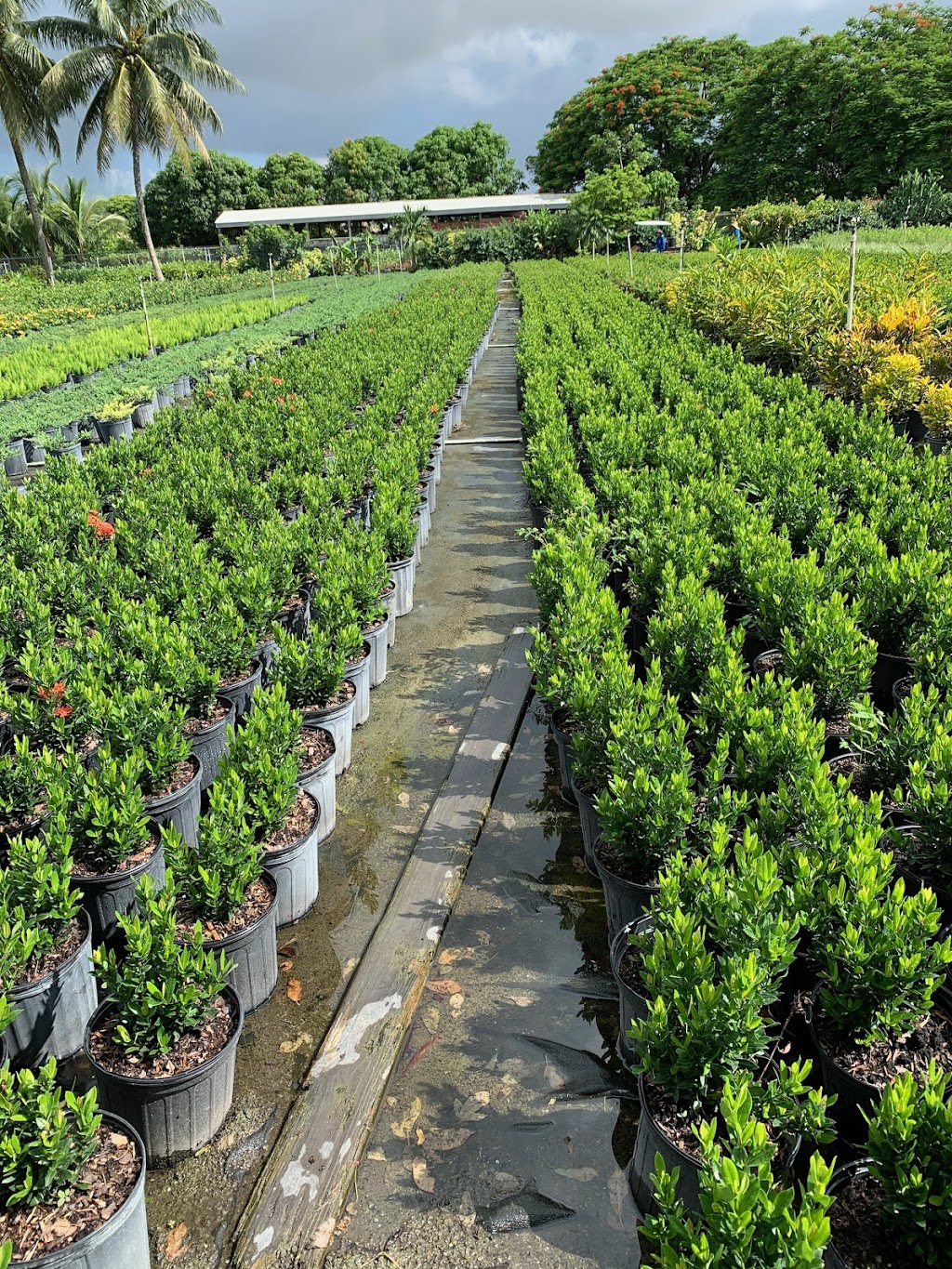 Miramar Nursery | 13250 SW 33rd St, Miramar, FL 33027, USA | Phone: (954) 736-7999