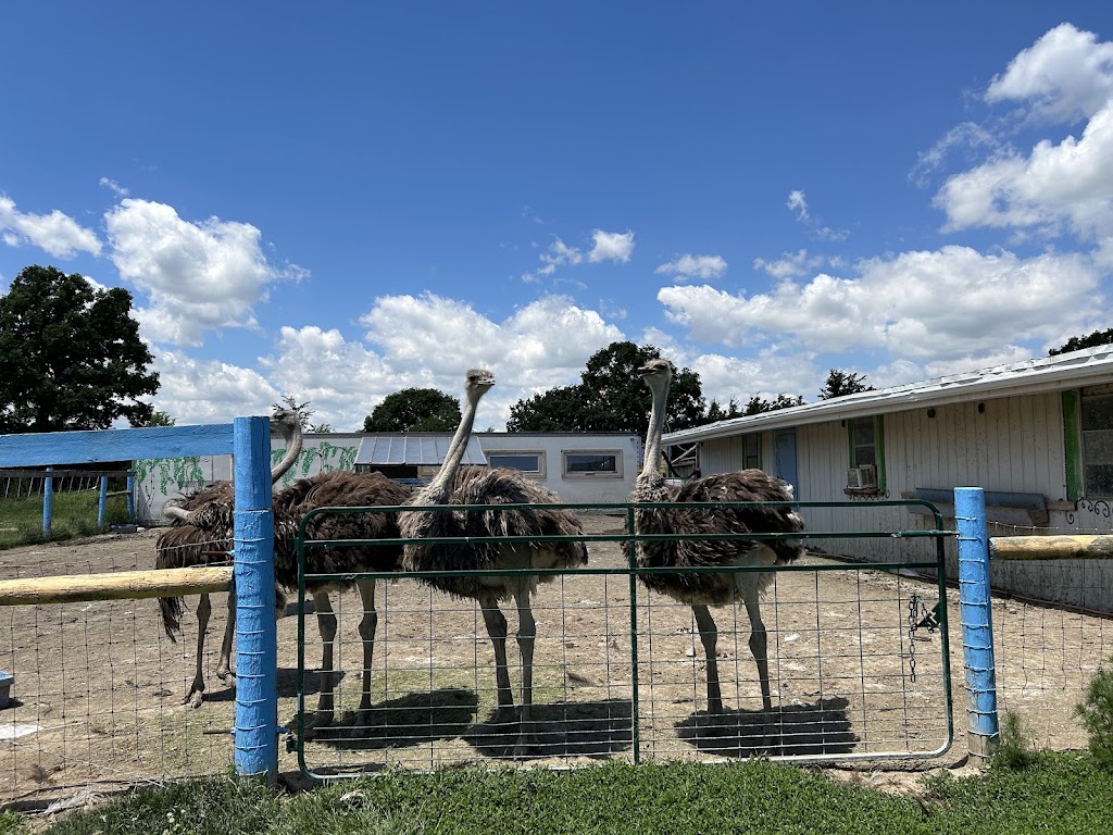 Ostrich Land Ontario | 8299 Concession 2 Rd, Caistor Centre, ON L0R 1E0, Canada | Phone: (647) 988-0841