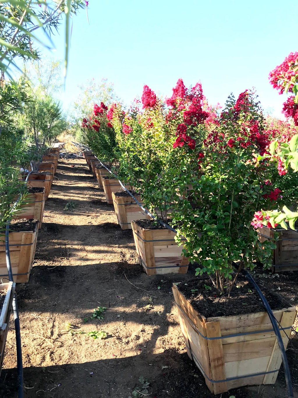 Southern Hill Nursery, Inc | 31730 Sage Rd, Hemet, CA 92544, USA | Phone: (951) 767-1011