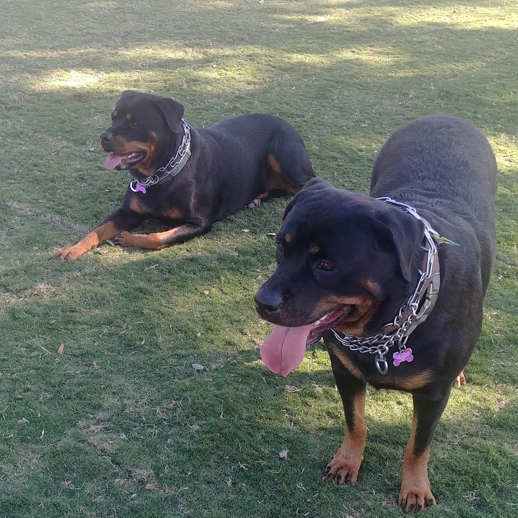 Large Dog Park | Surprise, AZ 85374, USA | Phone: (623) 222-2000