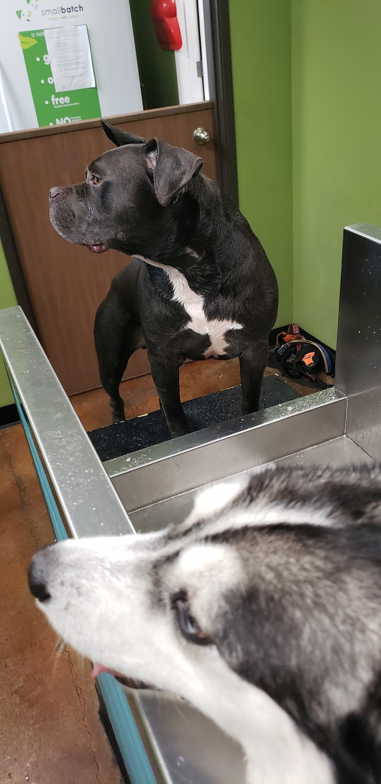 The Village Mutt | 665 E Foothill Blvd, Claremont, CA 91711, USA | Phone: (909) 624-3020