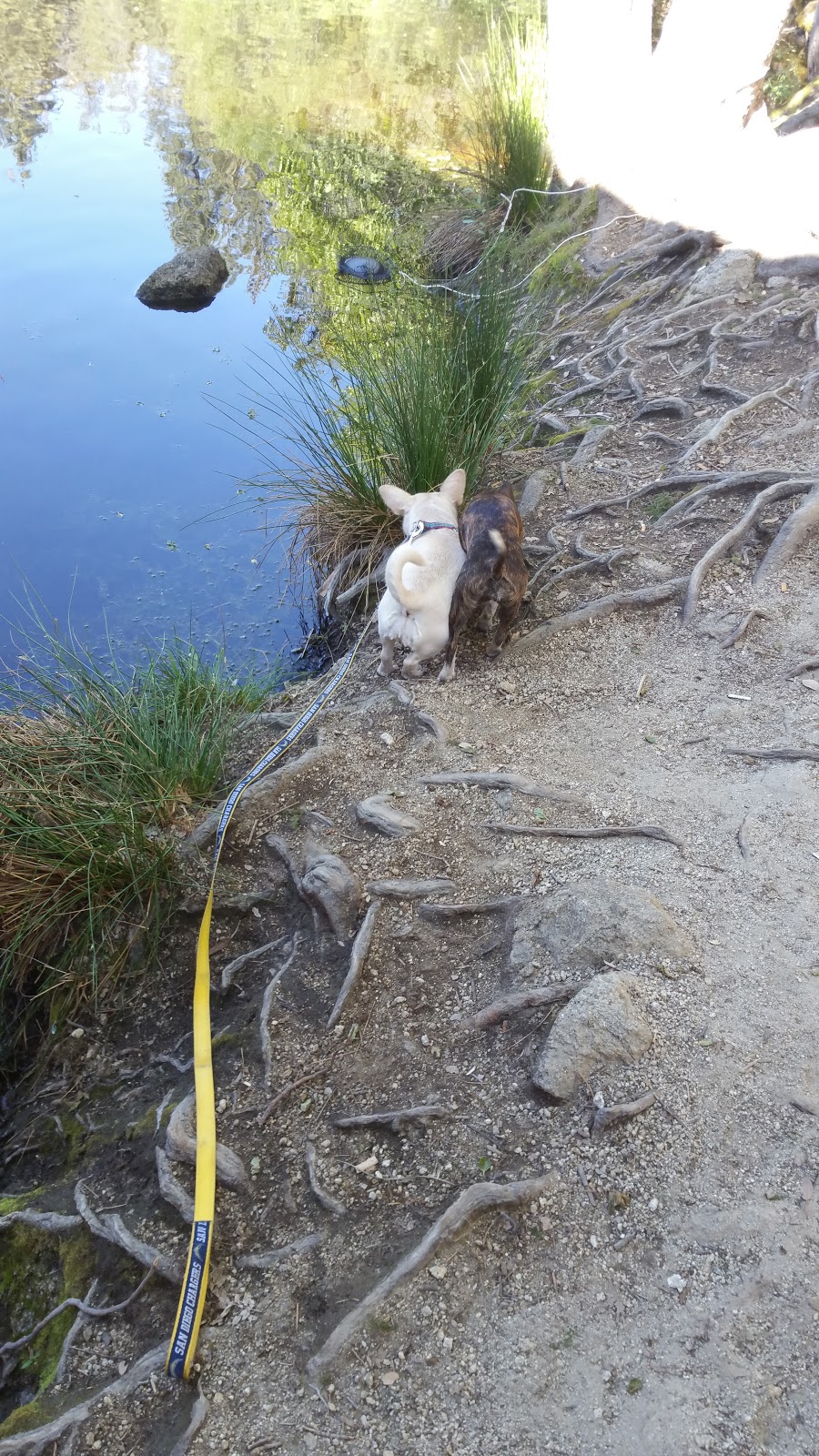 UC James San Jacinto Mountain Reserve | 20950 Banning-Idyllwild Panoramic Highway, 20950 HWY 243 - Lake Fulmor, Idyllwild-Pine Cove, CA 92549, USA | Phone: (951) 827-6835