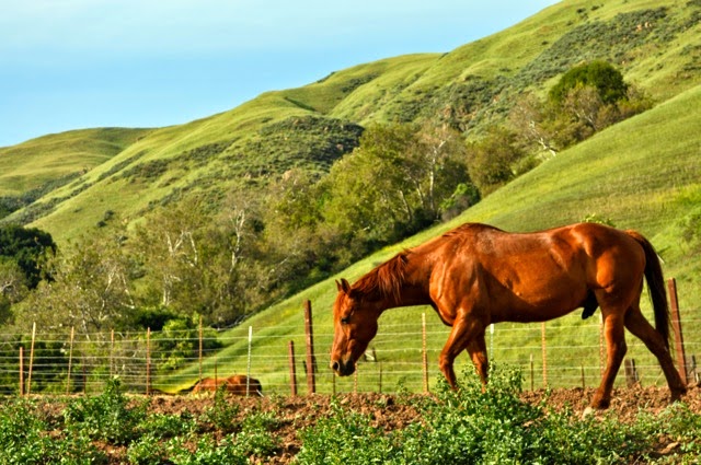 Chaparral Ranch at Milpitas | 3100 Calaveras Rd, Milpitas, CA 95035, USA | Phone: (408) 726-8453