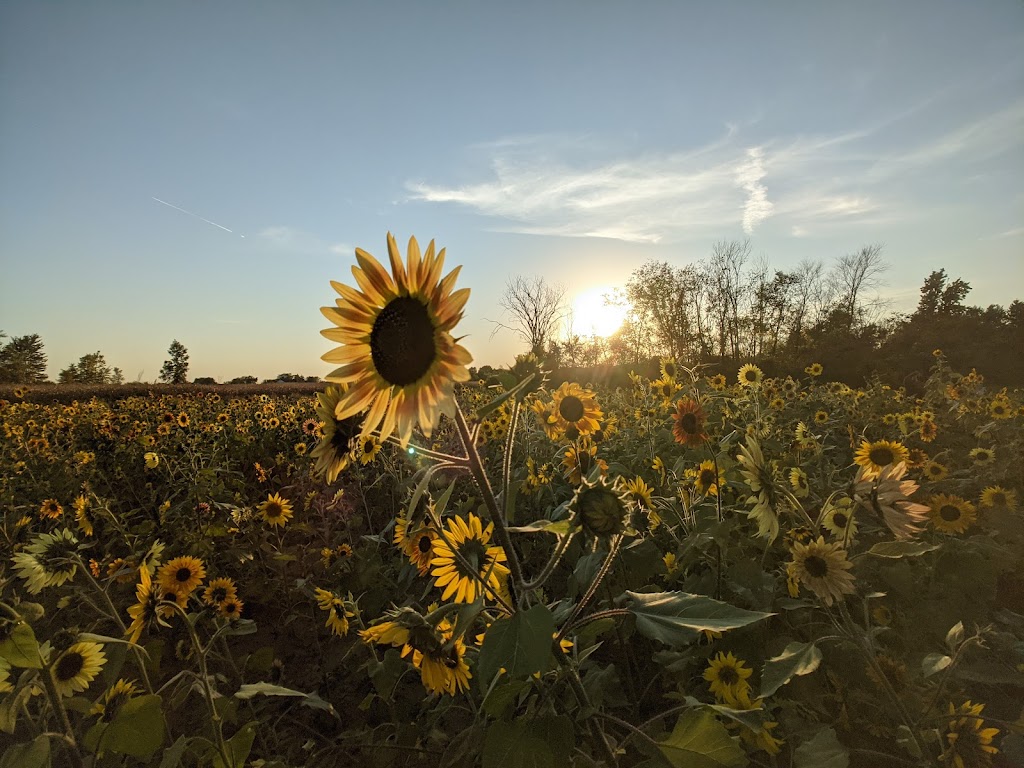 CornFun Corn Maze Adventure And Pumpkin Patch | 9391 Lindsey Ln, Casco, MI 48064 | Phone: (586) 365-9401