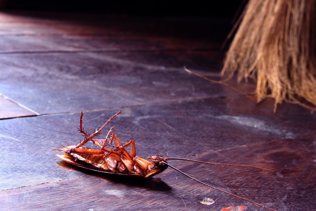 Black Diamond Pest Control (Northern Kentucky) | 99 N Main St, Walton, KY 41094, USA | Phone: (859) 429-9010