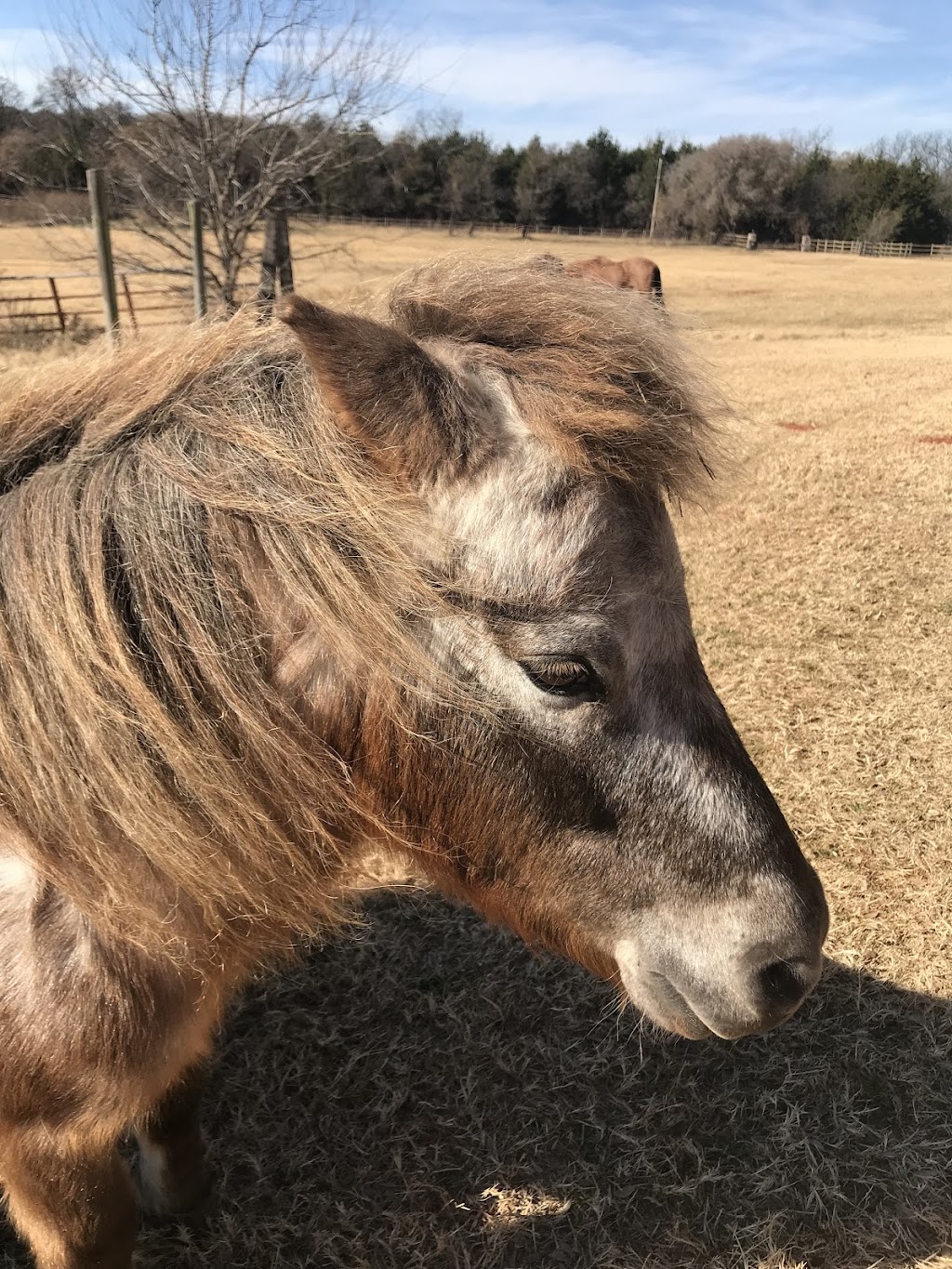 Cairn Ridge Ranch | 21201 N Indian Meridian, Luther, OK 73054, USA | Phone: (405) 532-2066