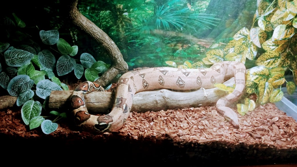 RG Reptile Enclosures | 120 N Riverside Dr, Batavia, OH 45103, USA | Phone: (513) 807-5657