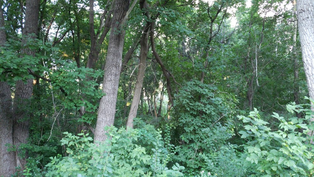 Epiphany Pond Park | 1475 106th Ave NW, Coon Rapids, MN 55433, USA | Phone: (763) 755-2880