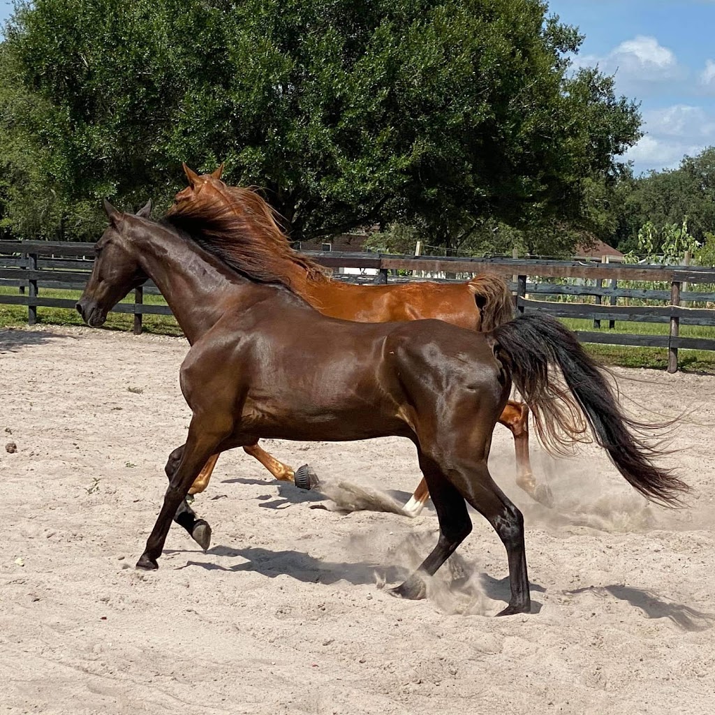 Licciardello Stables | 3007 Sunset Ln, Lutz, FL 33559, USA | Phone: (813) 951-1690