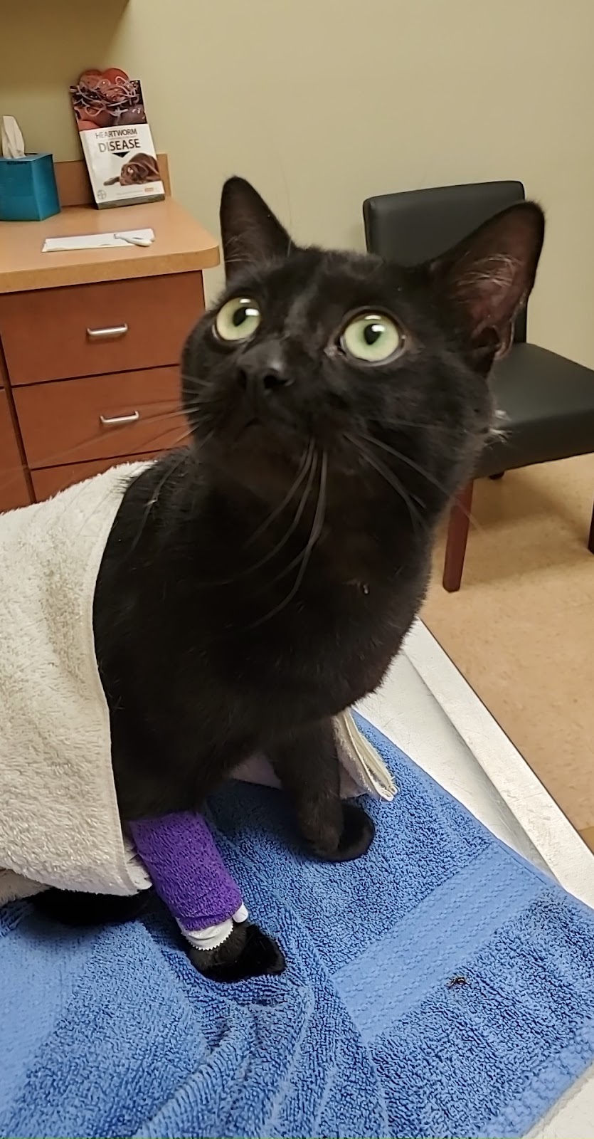 Lake Panasoffkee Animal Clinic | 1310 N County Rd 470, Lake Panasoffkee, FL 33538, USA | Phone: (352) 569-4018