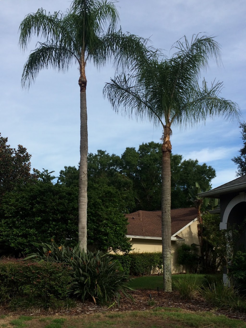 Juan & sons landscaping Llc | 13615 N 19th St, Tampa, FL 33613, USA | Phone: (813) 401-7161