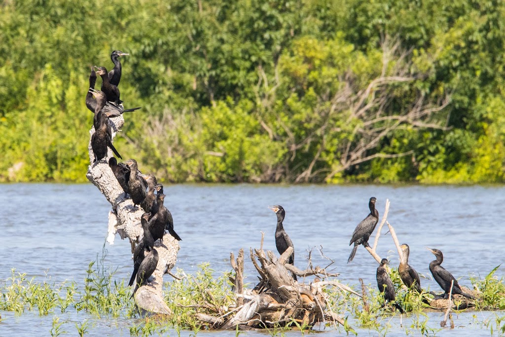 Hagerman National Wildlife Refuge | Hagerman National Wildlife Refuge Visitor Center, 6465 Refuge Rd, Sherman, TX 75092, USA | Phone: (903) 786-2826