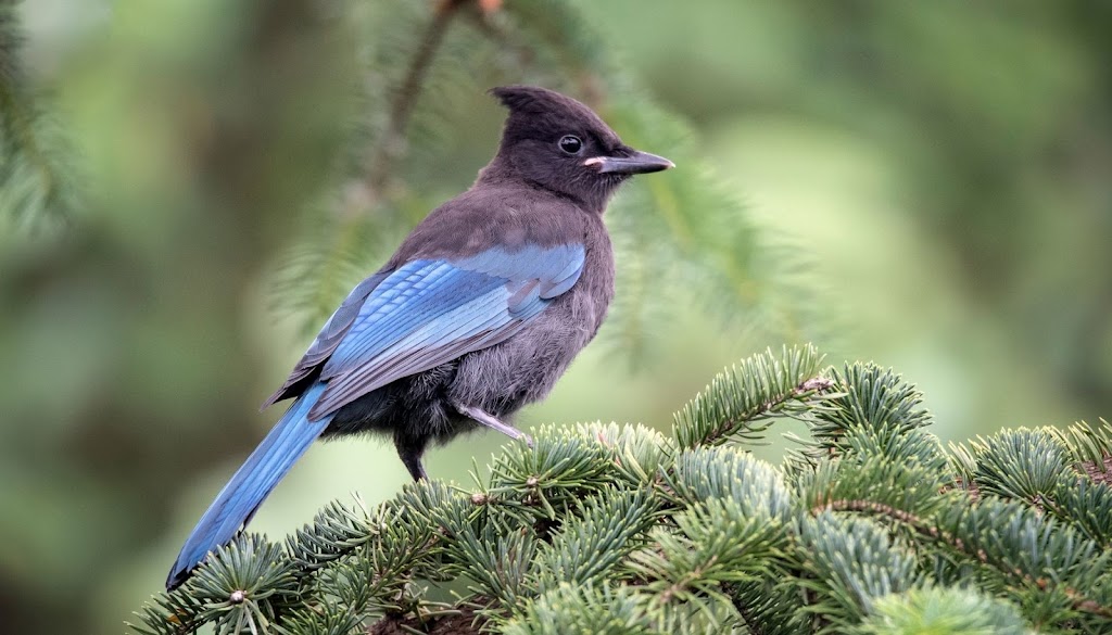 Smallbany Wildlife Control Experts | 818 Livingston Ave, Albany, NY 12206, USA | Phone: (518) 205-9434