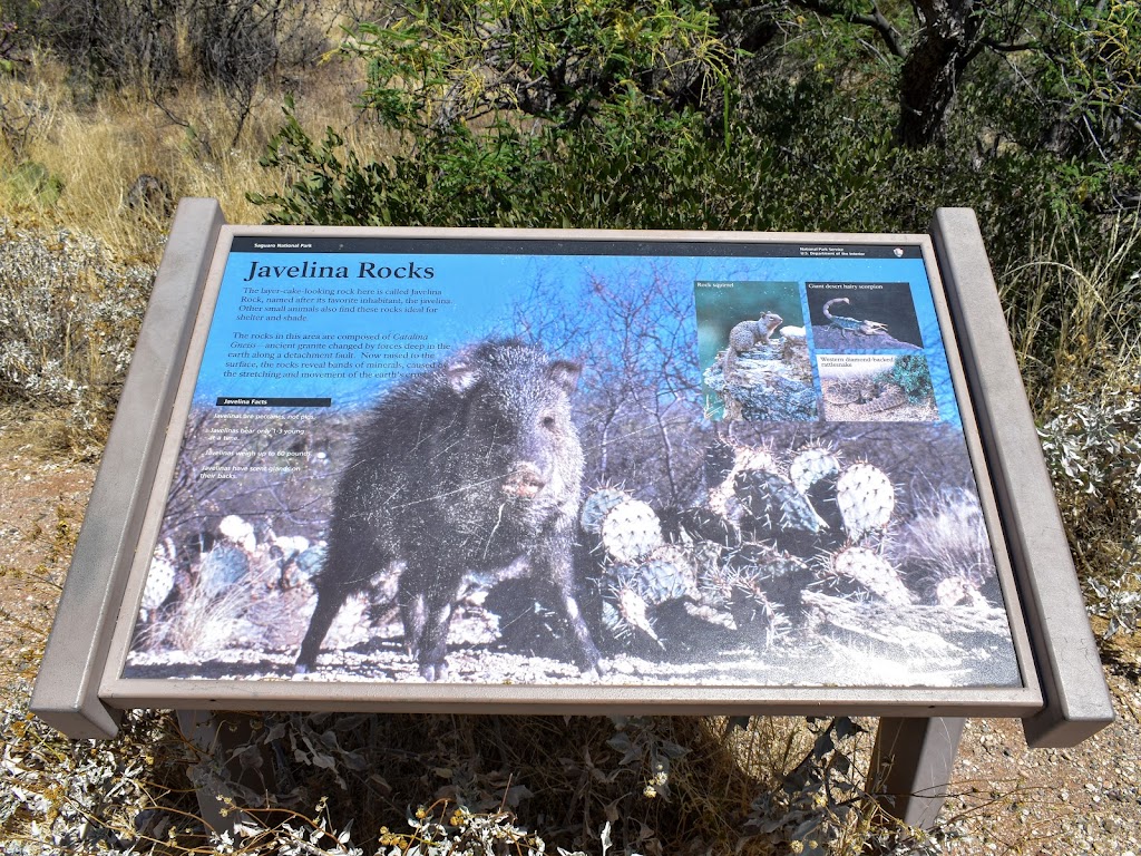 Javelina Rocks | Cactus Forest Dr, Tucson, AZ 85748, USA | Phone: (520) 733-5153
