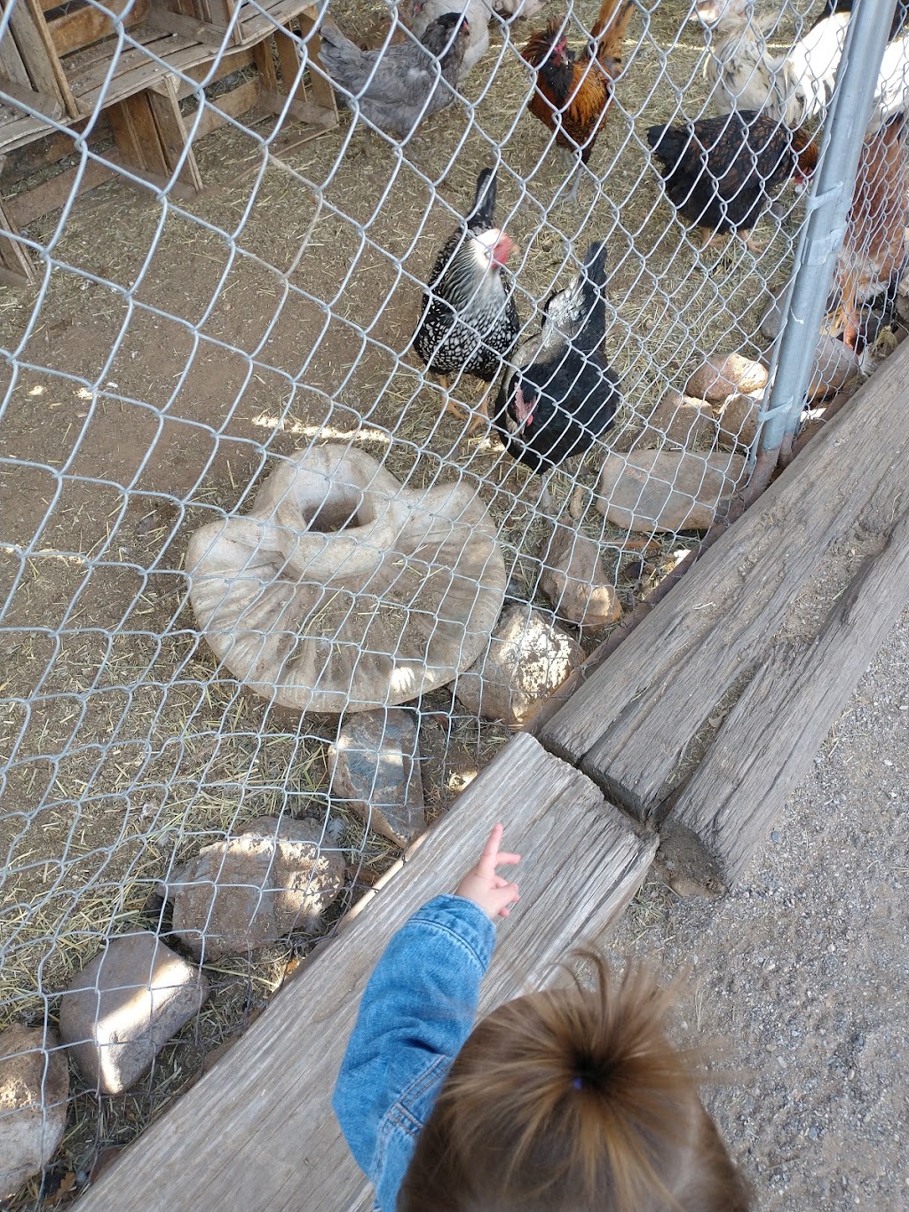 Jr Pony Parties | 1744 N Leonard Ln, Las Vegas, NV 89108, USA | Phone: (702) 631-4142