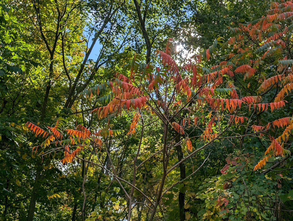 McLaughery Creek Park | Wayne, MI 48184, USA | Phone: (734) 722-2000