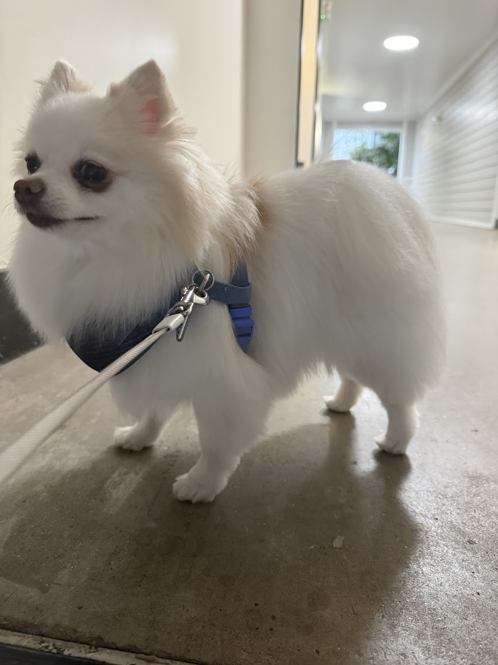 Doggie Bath House | 910 Deerfield Crossing Dr, Alpharetta, GA 30004, USA | Phone: (770) 802-5160