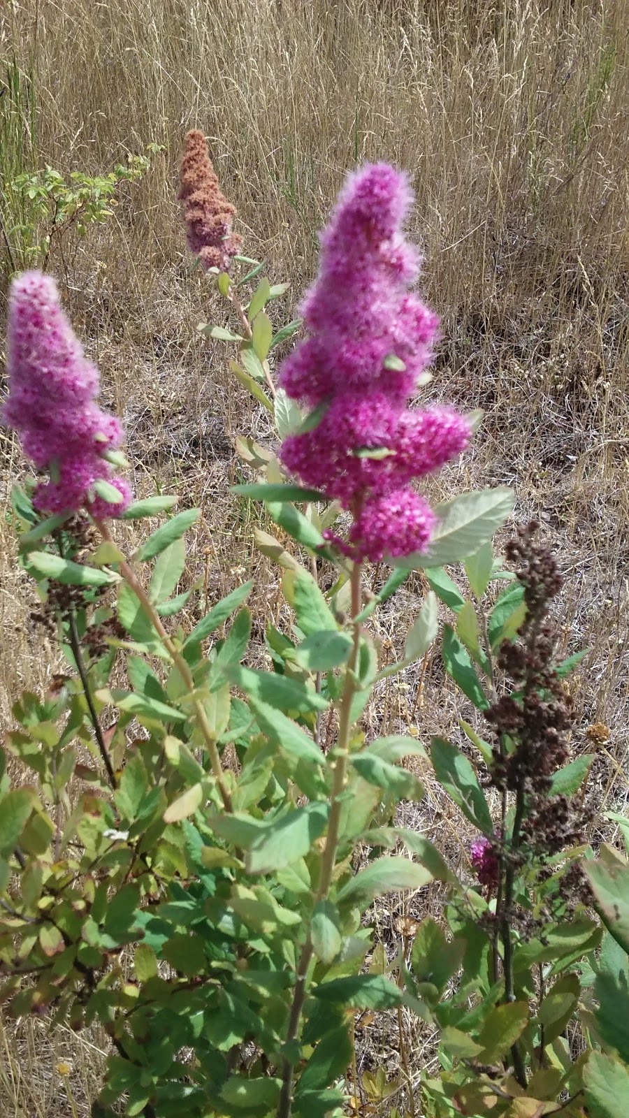 Auburndale II Park | 29700 118th Ave SE, Auburn, WA 98092, USA | Phone: (253) 931-3000