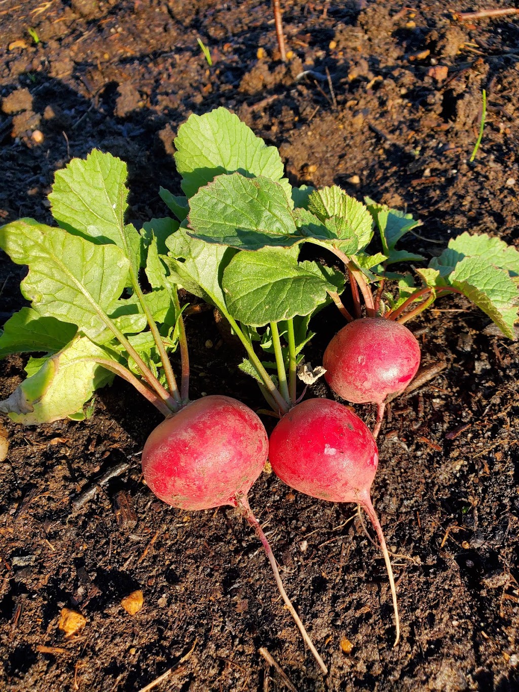 Fort Barnard Community Gardens | 3912 19th St S, Arlington, VA 22204, USA | Phone: (703) 228-6525