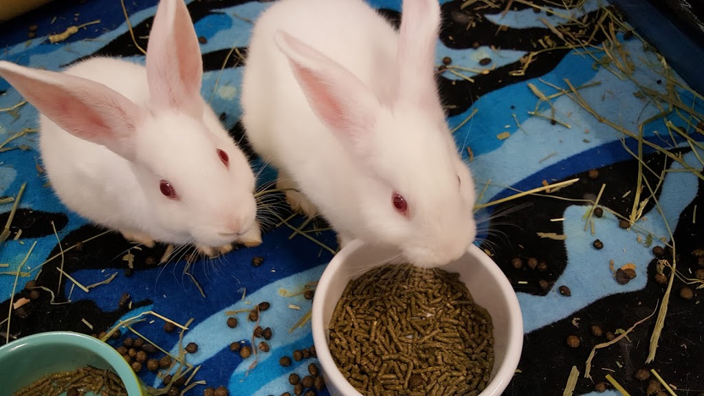 Georgia House Rabbit Society | 3114 Cherokee St NW, Kennesaw, GA 30144, USA | Phone: (678) 653-7175