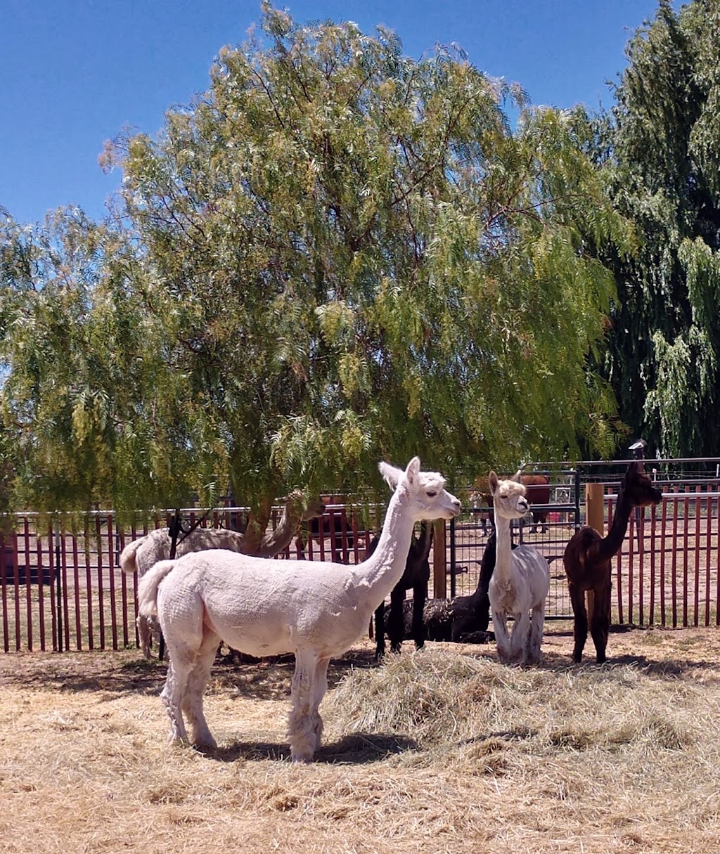 The Meadows of Isleton | 301 Jackson Slough Rd, Isleton, CA 95641, USA | Phone: (714) 460-3241