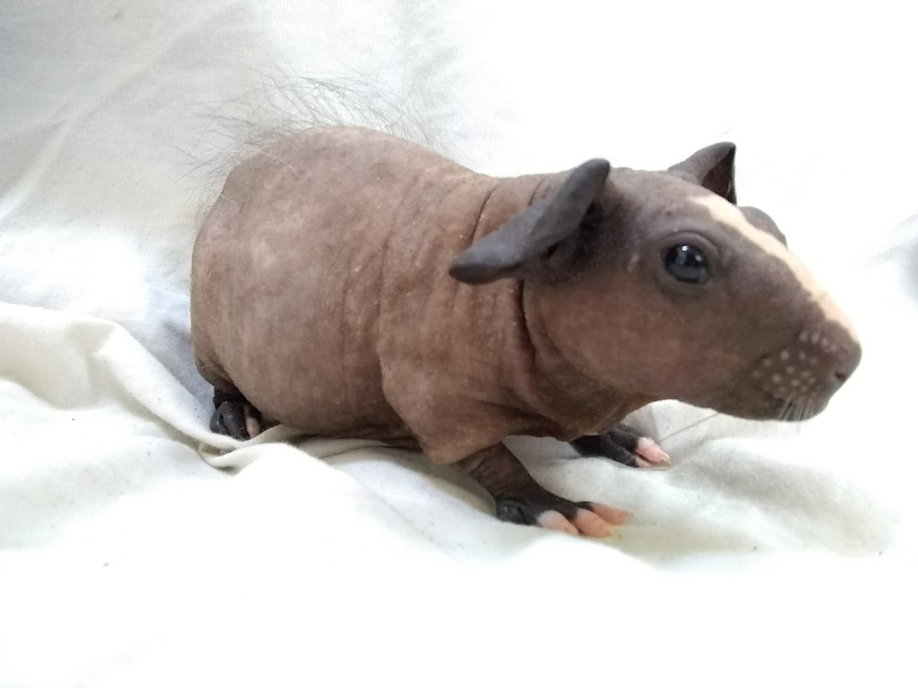 Critters Pet Shop | 7210 Lincoln Way E, Wooster, OH 44691, USA | Phone: (330) 669-7387