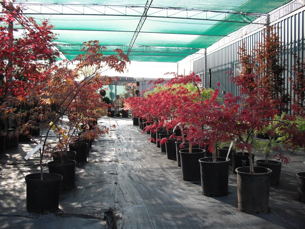 BLUE STAR NURSERY LTD. | 5056 Malden Rd, Windsor, ON N9E 3T9, Canada | Phone: (519) 966-5673