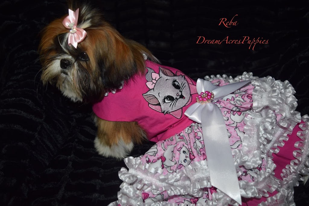 DreamAcresPuppies | Dream Acres Puppies, Tuttle, OK 73089, USA | Phone: (405) 892-3080
