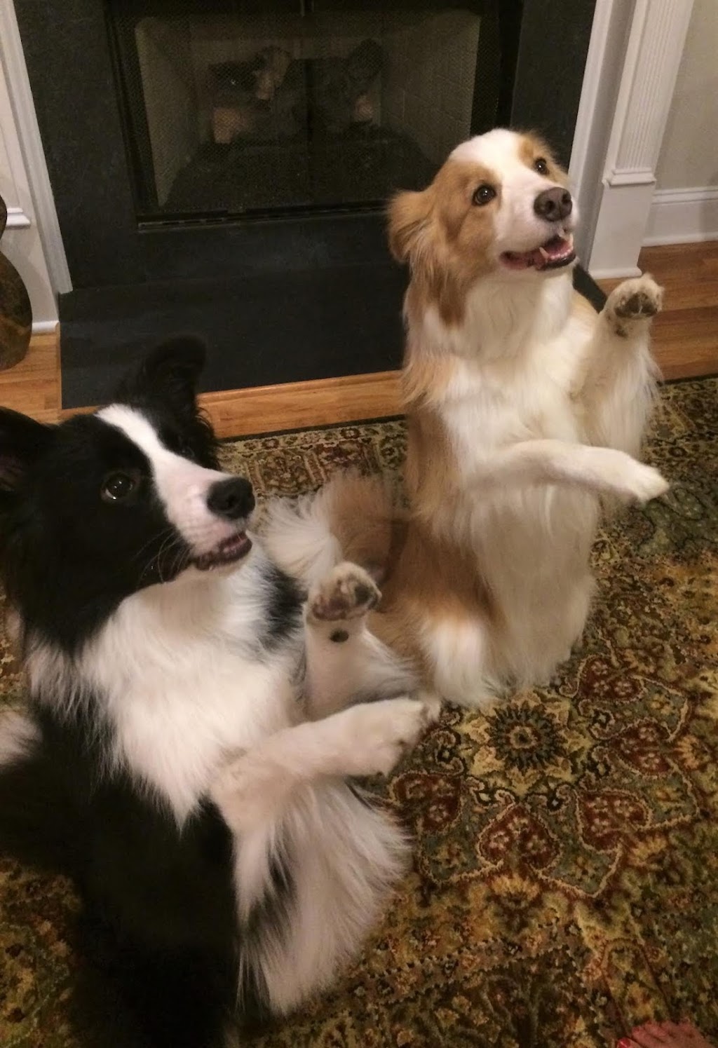 Union Hill Animal Hospital | 2853 Lower Union Hill Rd, Canton, GA 30115, USA | Phone: (770) 664-8380