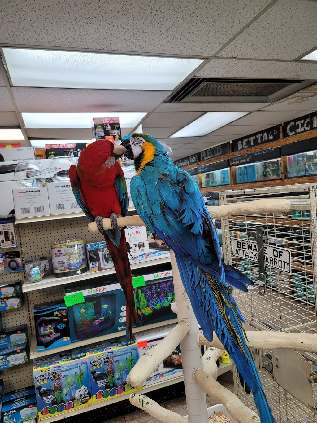 KONG Tiltz™ - Lincoln Park, MI - Feed Rite Pet Store