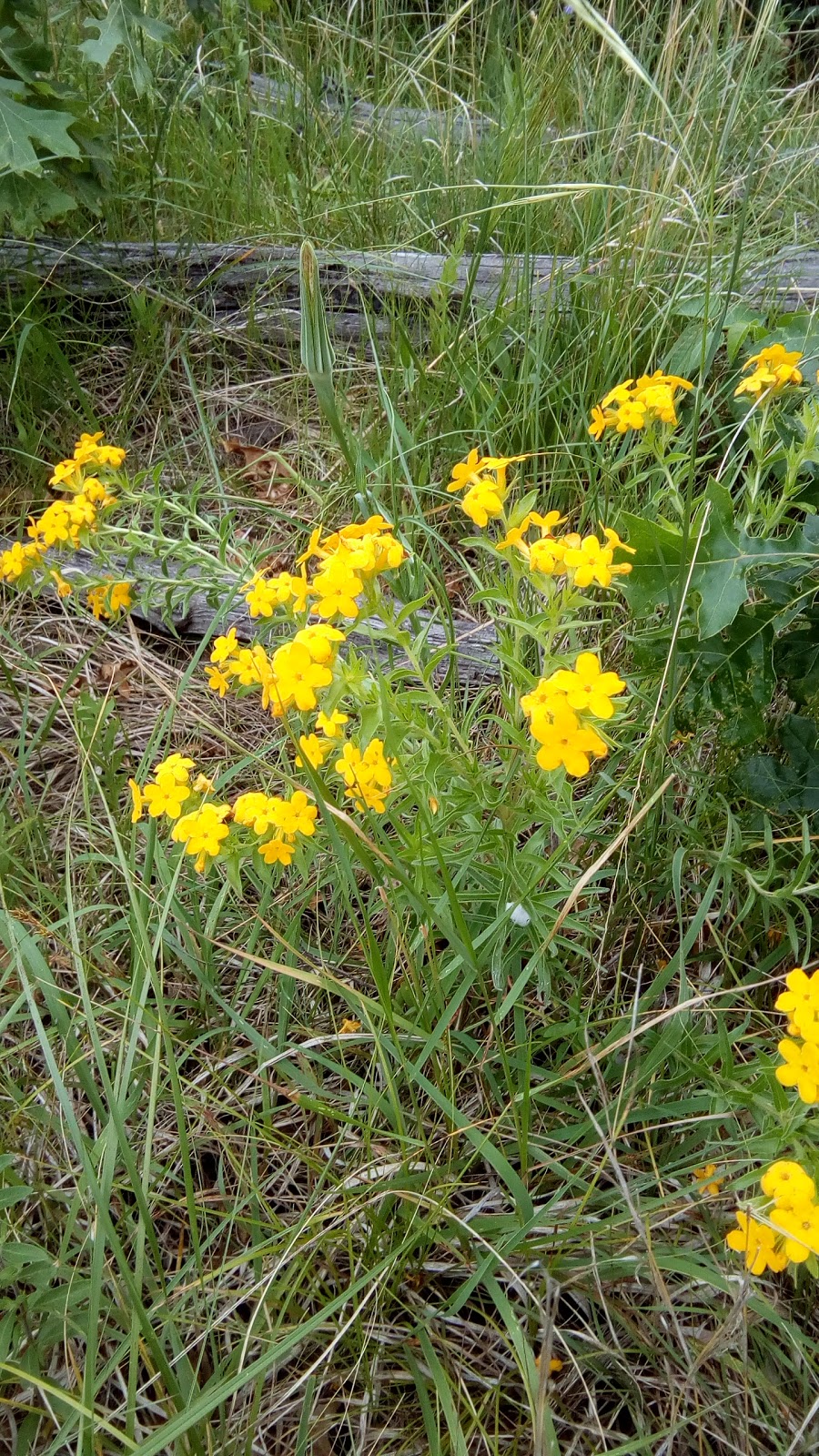 Fish Lake Nature Trails | 23603-23699 Durant St NE, East Bethel, MN 55005, USA | Phone: (612) 301-2600