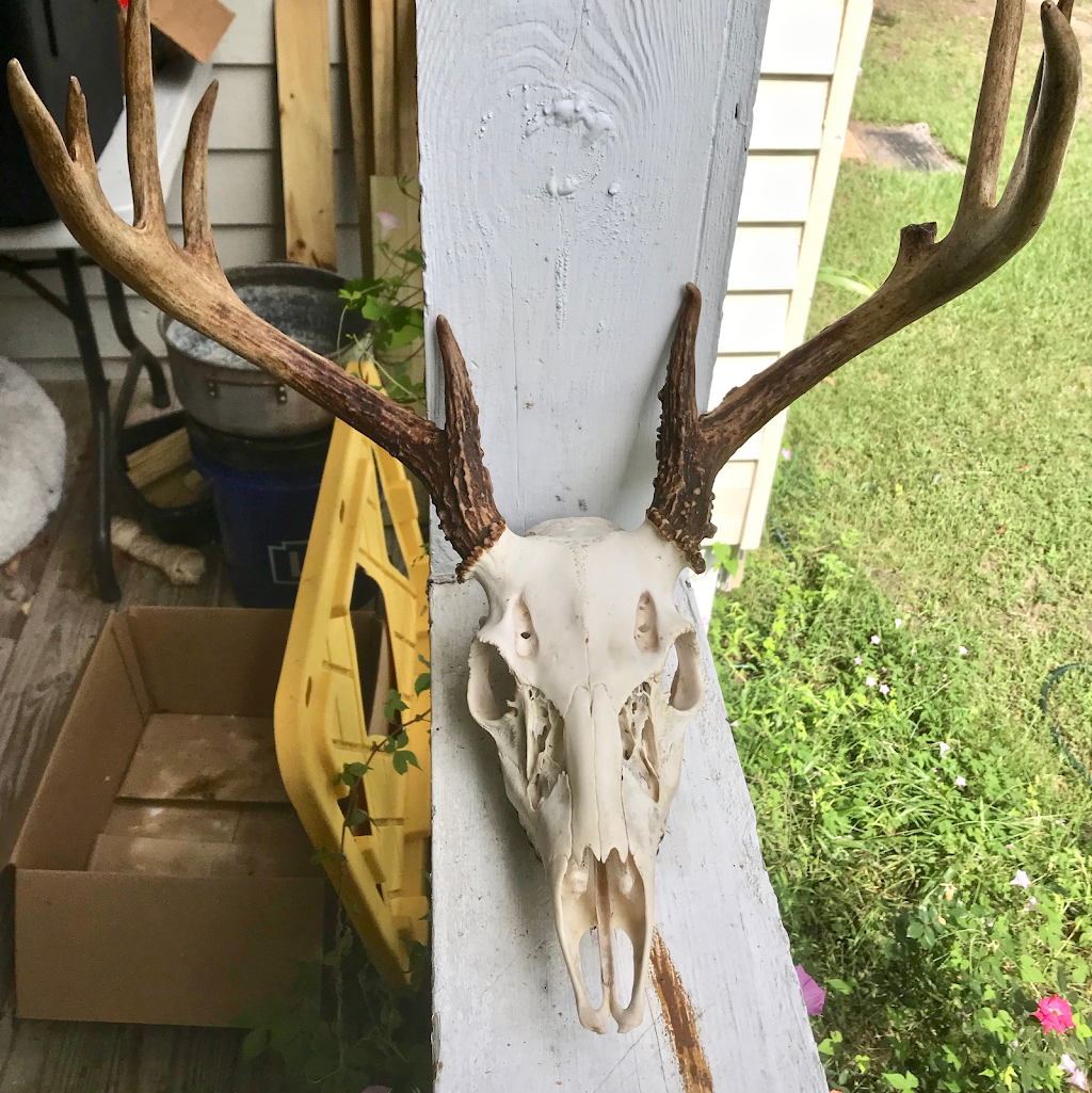 Talias Beetle Bugs | 3544 View St, Bakersfield, CA 93306, USA | Phone: (661) 332-2099