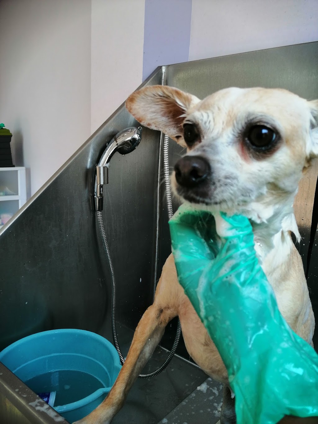 Spa Veterinario | España s/n, Barcelona Residencial, 22644 La Joya, B.C., Mexico | Phone: 664 699 0882