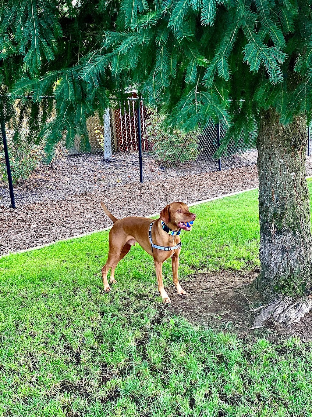 Sherwood Dog Park | 15365 SW Sunset Blvd, Sherwood, OR 97140, USA | Phone: (503) 625-5722