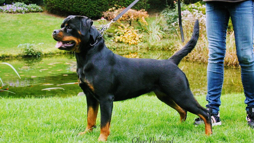 German Select Rottweilers | 454 Overlook Dr, Hillsville, PA 16132, USA | Phone: (330) 610-8447