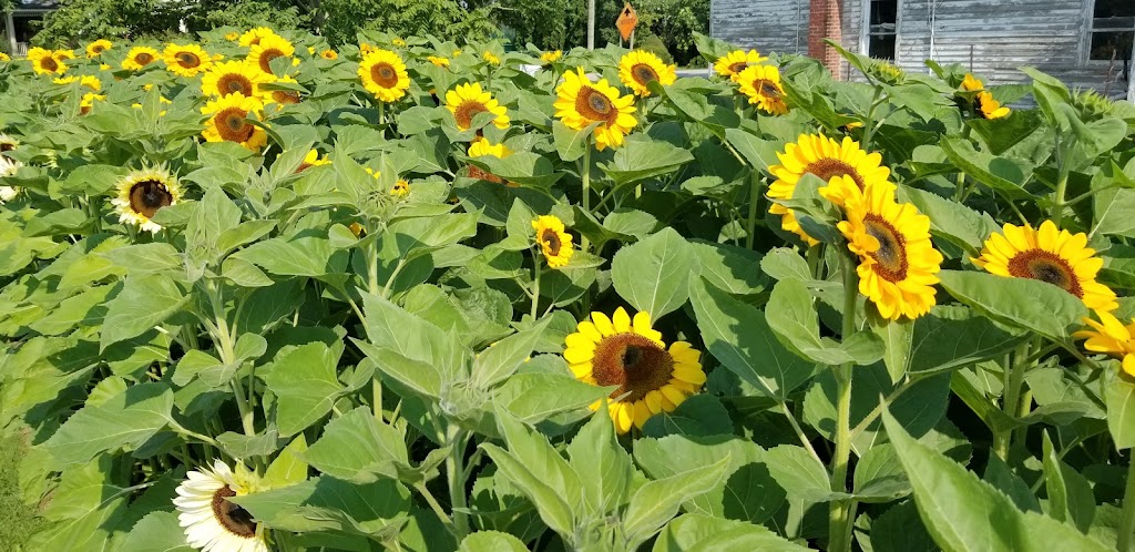 The Red Barn Farm Market and Bakery | Jordan Station, Lincoln, ON L0R 1S0, Canada | Phone: (905) 401-5249