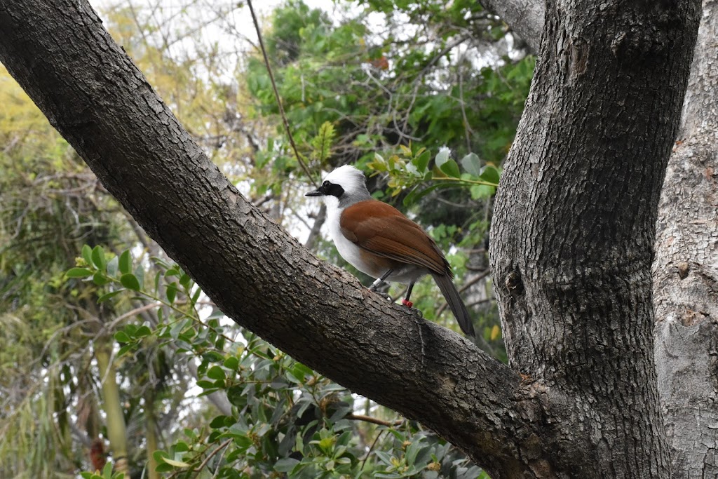 Wings of the World Aviary | Escondido, CA 92027, USA | Phone: (619) 231-1515