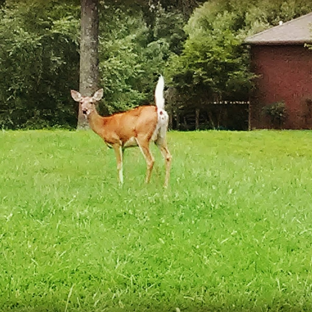 Doe Valley Swim & Tennis Club | 3306 Doe Valley Pkwy, Brandenburg, KY 40108, USA | Phone: (270) 422-3981