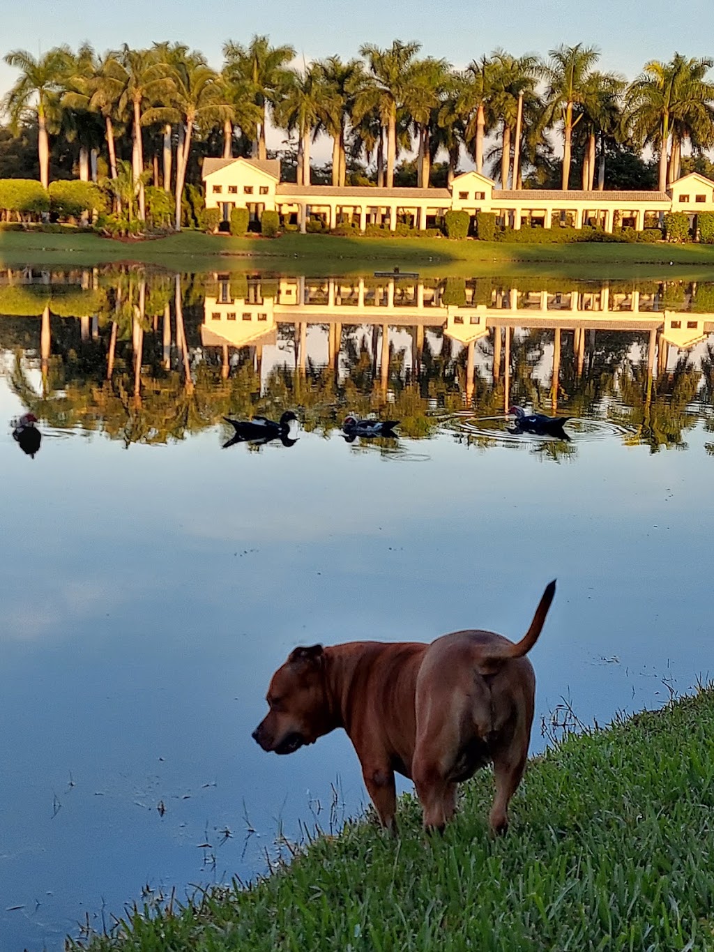 Pasadena Lakes Animal | 1752 N University Dr, Pembroke Pines, FL 33024, USA | Phone: (954) 432-8396