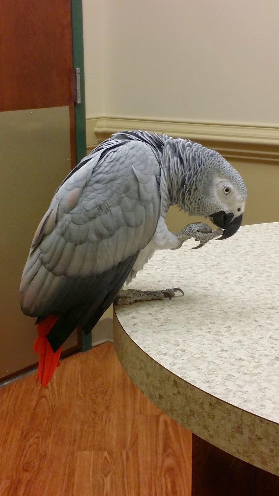 Lanier Animal Hospital | 5700 Cumming Hwy NE Building B, Sugar Hill, GA 30518, USA | Phone: (770) 831-5965