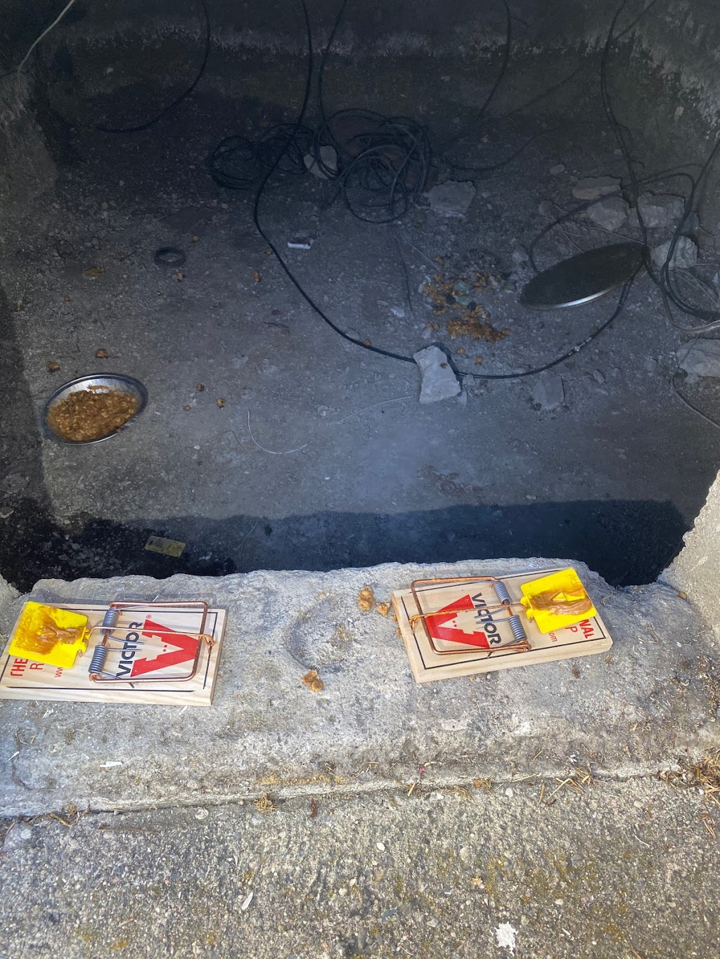 Allnone Pest Eliminators | 917 Sunset Dr, Antioch, CA 94509, USA | Phone: (800) 430-3778