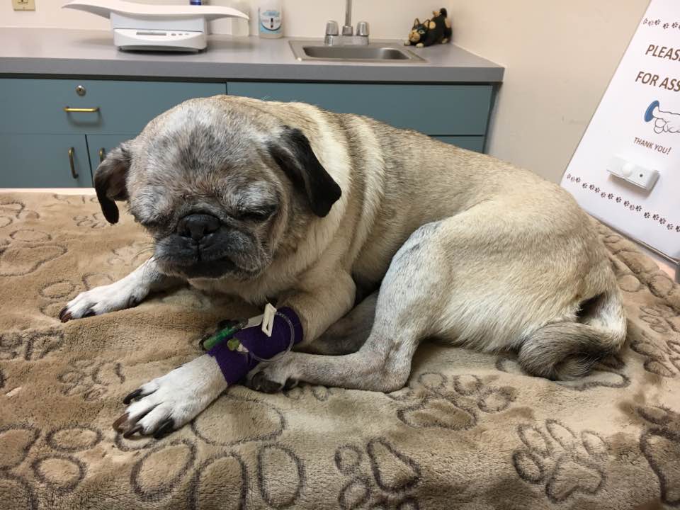 Veterinary Specialty Center Tucson | 4909 N La Cañada Dr, Tucson, AZ 85704, USA | Phone: (520) 795-9955