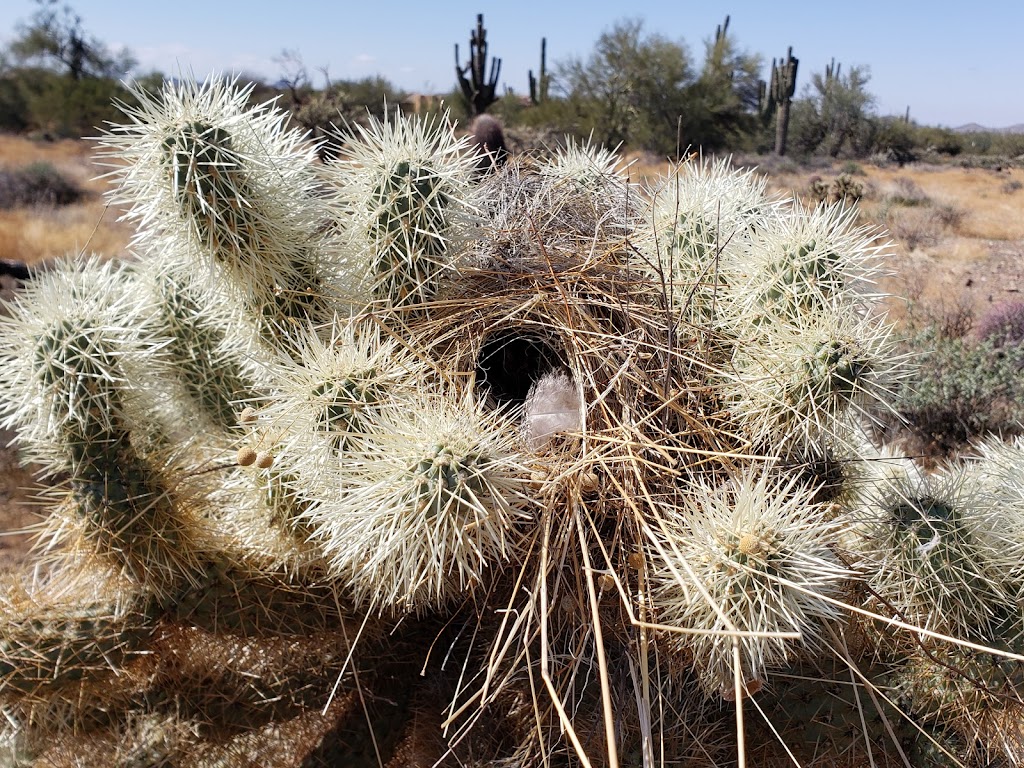 Cave Creek Regional Park Campgrounds | E Olivine Ave, Cave Creek, AZ 85331, USA | Phone: (623) 465-0431