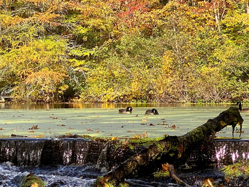 Forsyth Pond | Bartlett Arboretum & Gardens, 151 Brookdale Rd, Stamford, CT 06903, USA | Phone: (203) 322-6971