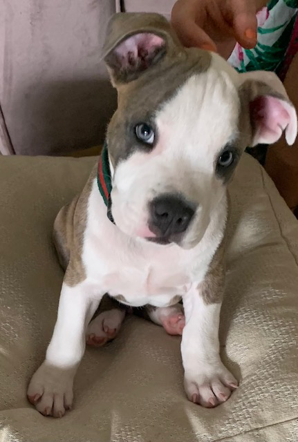 Pet Wants Bradenton | 5602 33rd Ln E, Bradenton, FL 34203, USA | Phone: (941) 920-9202