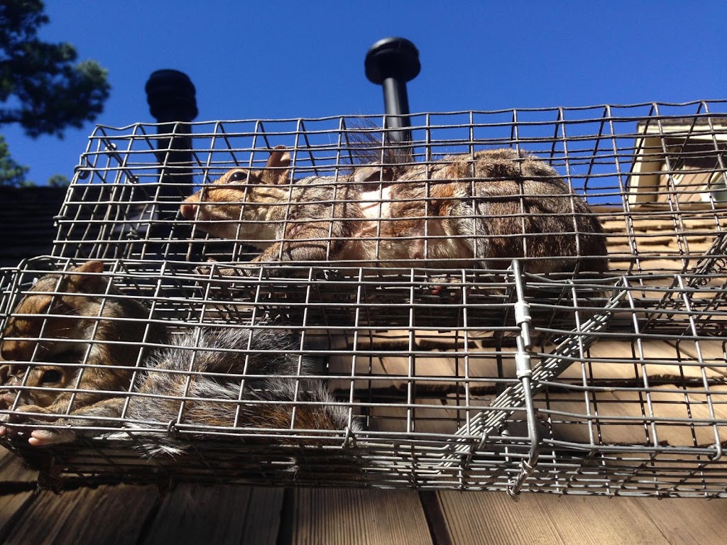 Action Critter Removal | Atlanta Metropolitan Area, Atlanta, GA 30327, USA | Phone: (678) 644-0234