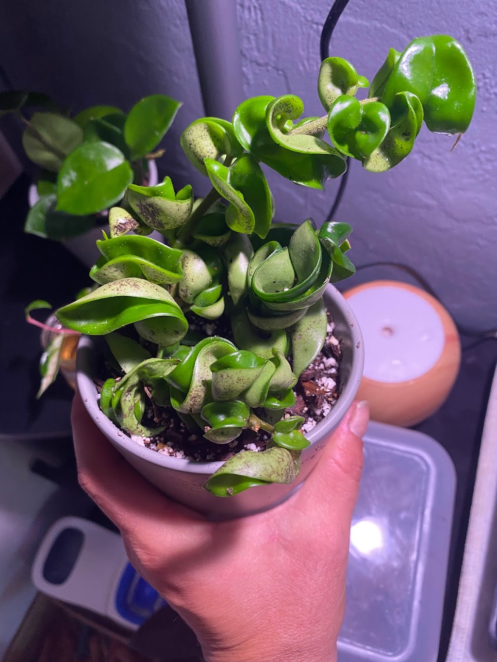 Central Florida PlantLife, LLC | 119 Moonstone Ct, Port Orange, FL 32129, USA | Phone: (386) 451-8348