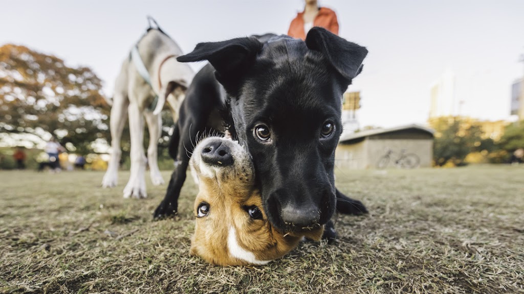 THRIVE Affordable Vet Care | 27580 W Lugonia Ave, Redlands, CA 92374, USA | Phone: (909) 748-1858